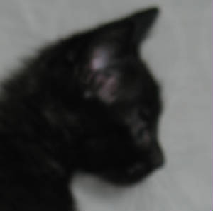 tcsbkack-kitten-profile.jpg